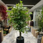 درختچه سانسوریا