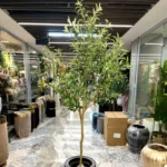 درختچه زیتون تنه طبیعی