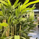 درختچه زاموفیلیا