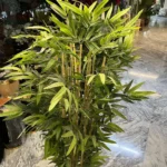 درخحتچه بامبو