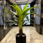 درختچه برگ انجیری