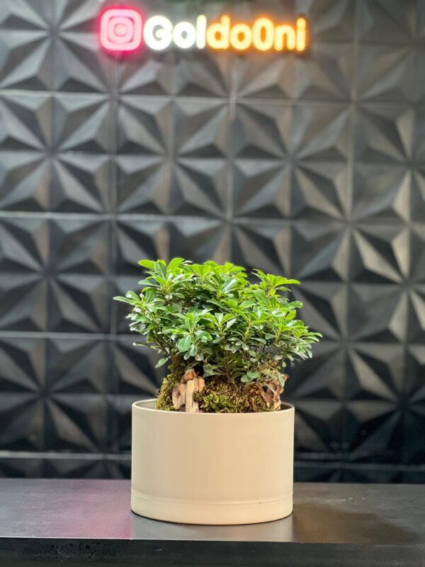 گلدون پلیمری بنسای کد 25-153 - Image 2