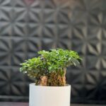 گلدون پلیمری بنسای کد 25-153