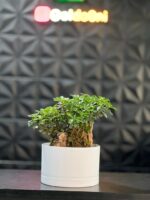 گلدون پلیمری بنسای کد 25-153