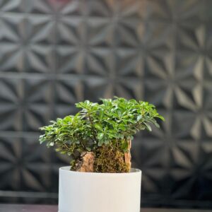 گلدون پلیمری بنسای کد 25-153