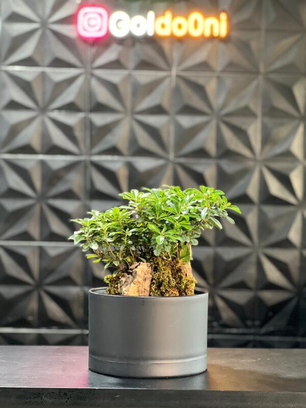 گلدون پلیمری بنسای کد 25-153 - Image 3