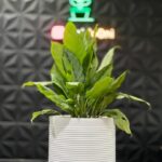 گلدان پلی اتیلن استوانه ای آوین