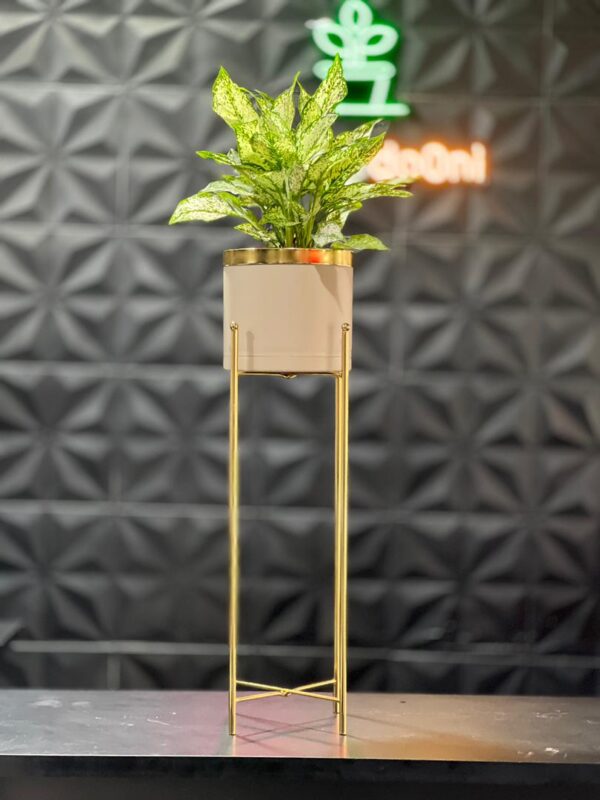 استند فلزی فورتیک 30-45-60 به همراه گلدان پلیمری لبه طلایی قطر 20 - Image 16