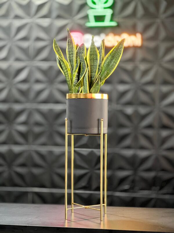 استند فلزی فورتیک 30-45-60 به همراه گلدان پلیمری لبه طلایی قطر 20 - Image 8