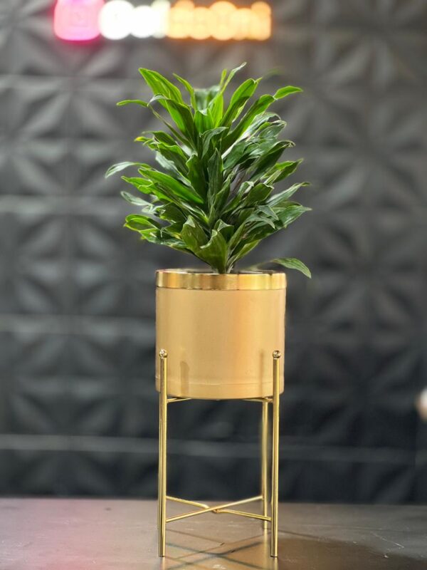 استند فلزی فورتیک 30-45-60 به همراه گلدان پلیمری لبه طلایی قطر 20 - Image 2