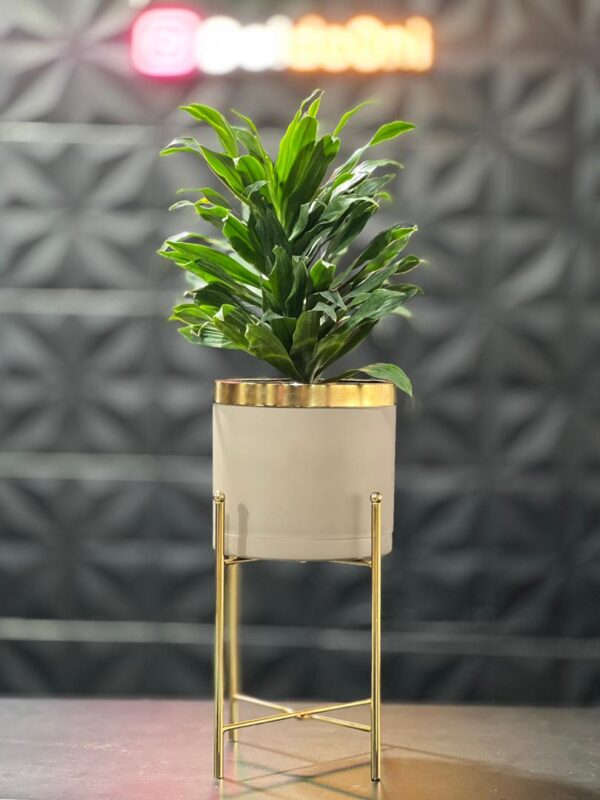 استند فلزی فورتیک 30-45-60 به همراه گلدان پلیمری لبه طلایی قطر 20 - Image 5