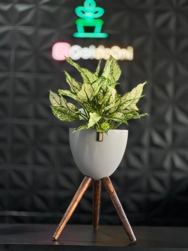 گلدان پلیمری پایه دار - Image 3