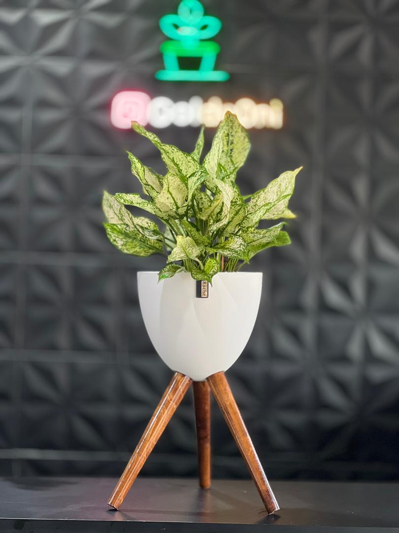 IMG-20251007-WA0013 گلدان پلیمری پایه دار - Image 1