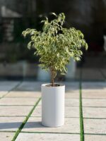 گلدان استوانه بلند پلیمری کد 123/25 - Image 2