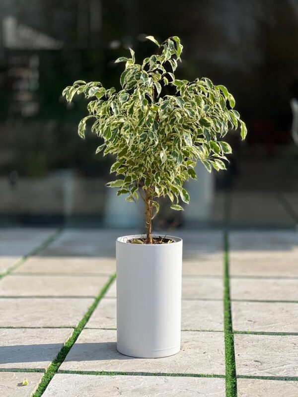 گلدان استوانه بلند پلیمری کد 123/25 - Image 2