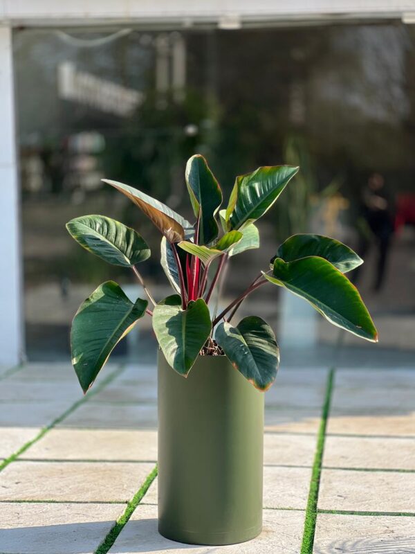 گلدان استوانه بلند پلیمری کد 123/35 - Image 4