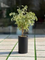 گلدان استوانه بلند پلیمری کد 123/25 - Image 5