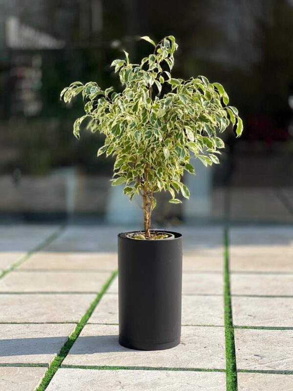 گلدان استوانه بلند پلیمری کد 123/25 - Image 5