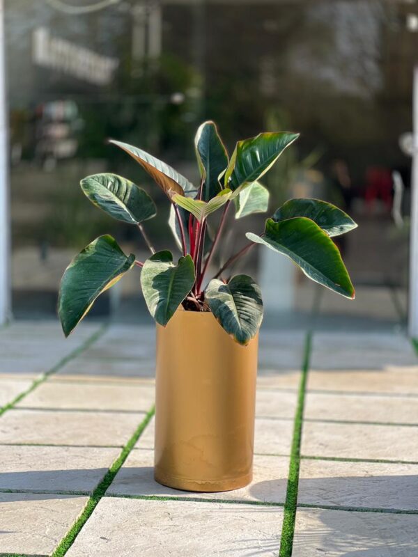 گلدان استوانه بلند پلیمری کد 123/35 - Image 6