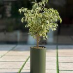 گلدان استوانه بلند پلیمری کد 123/25