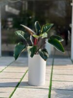 گلدان استوانه بلند پلیمری کد 123/35 - Image 2