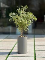 گلدان استوانه بلند پلیمری کد 123/25 - Image 6