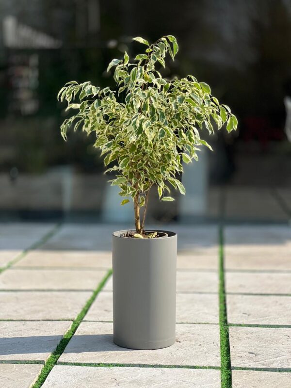 گلدان استوانه بلند پلیمری کد 123/25 - Image 6