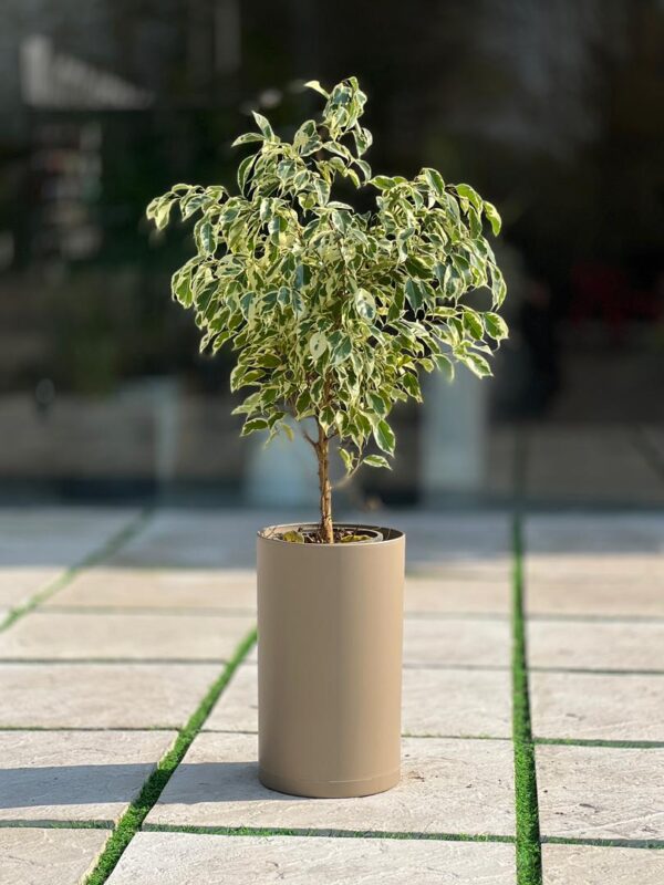 گلدان استوانه بلند پلیمری کد 123/25 - Image 4