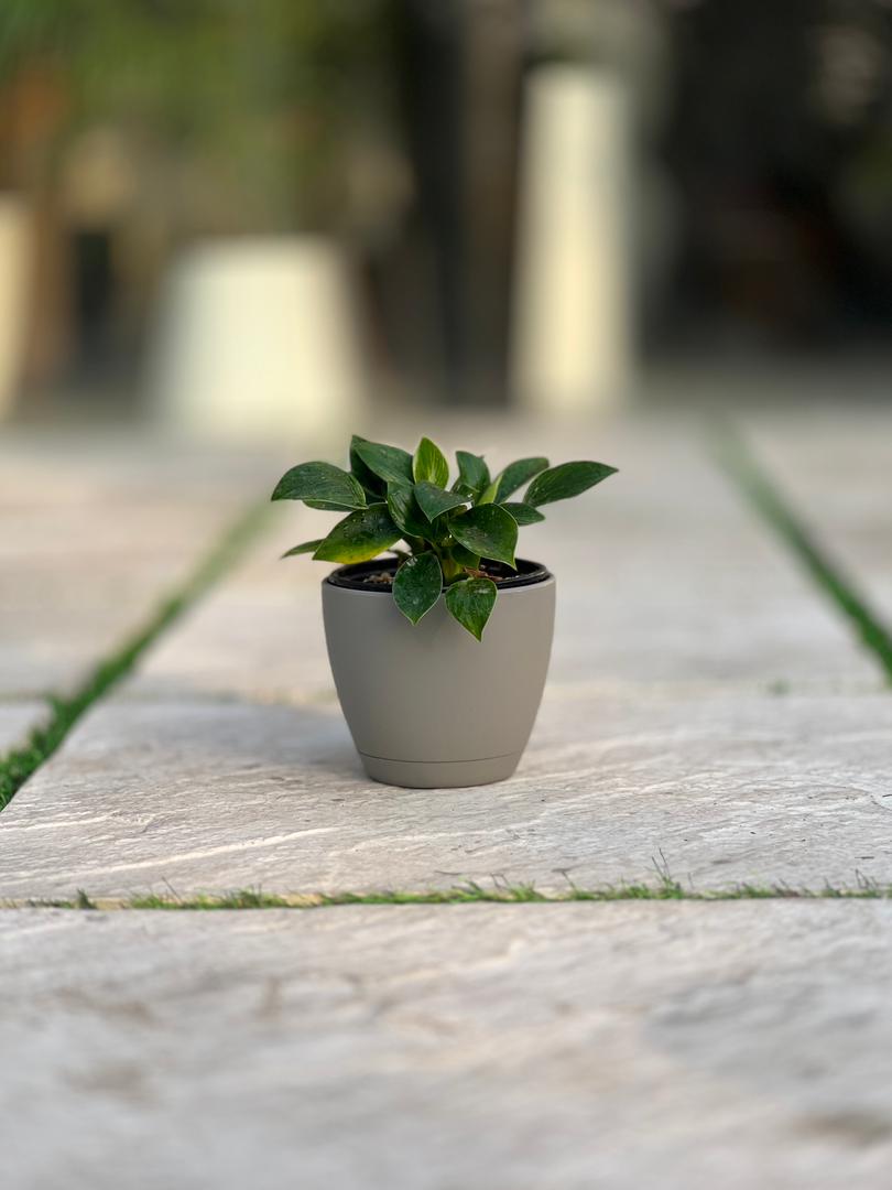 IMG-20251113-WA0005 گلدان گرد پلیمری مهرنی کد 101/12.5 - Image 1