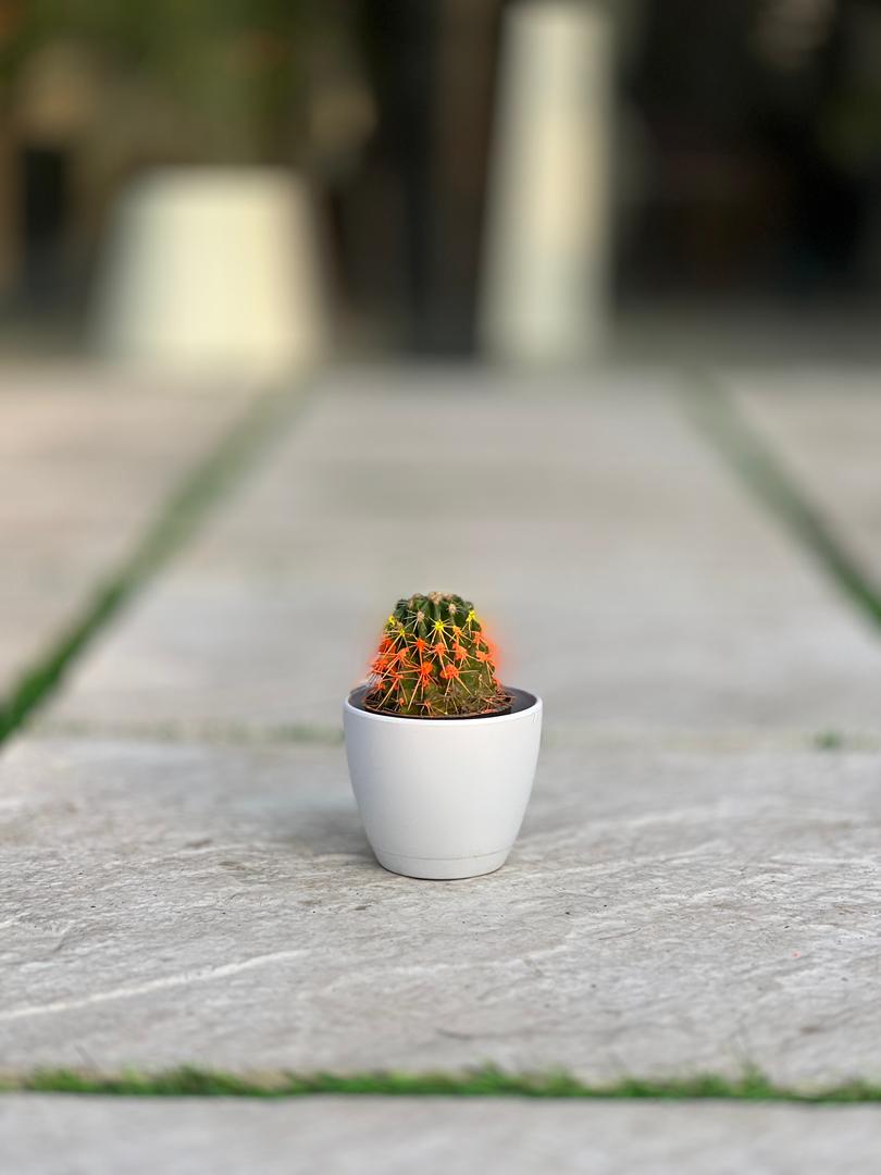 IMG-20251113-WA0006 گلدان گرد پلیمری مهرنی کد 101/10 - Image 1