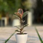 گلدان گرد پلیمری مهرنی کد 101/20