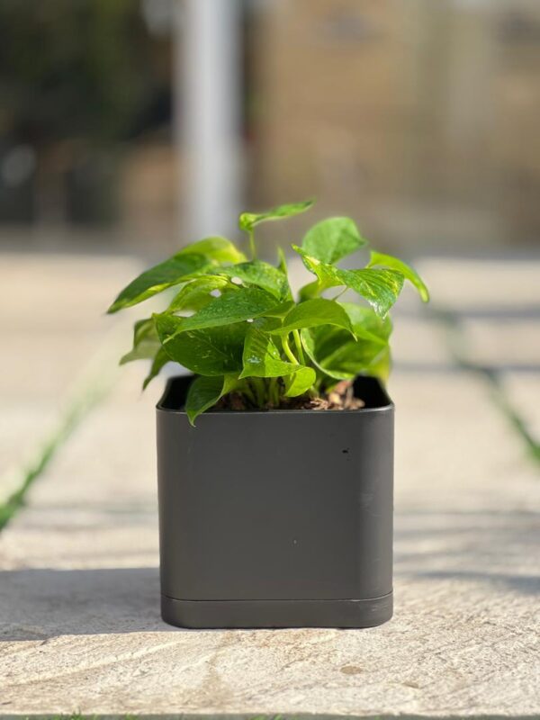 گلدان مکعبی پلیمری مهرنی کد 104/20 - Image 4