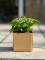 گلدان مکعبی پلیمری مهرنی کد 104/20