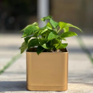 گلدان مکعبی پلیمری مهرنی کد 104/20