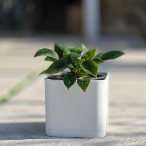 گلدان مکعبی پلیمری مهرنی کد 104/15