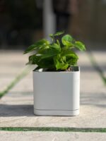 گلدان مکعبی پلیمری مهرنی کد 104/20 - Image 2